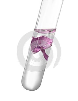 Test tube with lilac flower on white background. Essential oil extraction