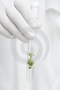 Test tube with plant