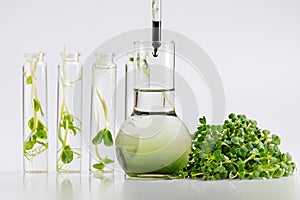 Test tube with plant in laboratory. Chlorophyll extract, Micro greens or sprouts of raw live sprouting vegetables sprout from orga photo