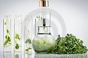 Test tube with plant in laboratory. Chlorophyll extract, Micro greens or sprouts of raw live sprouting vegetables sprout from orga photo