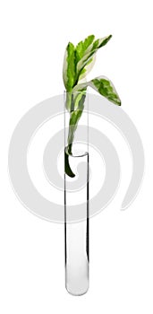 Test tube with plant on white background