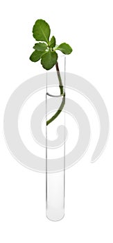 Test tube with plant on white background