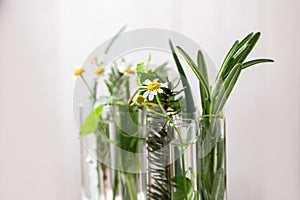 Test tubes of different essential oils with plants against light background