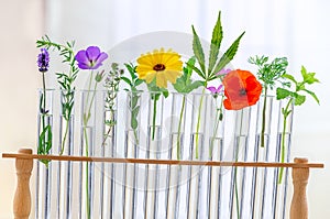 Test Tubes and glass mortarwith small plants Isolated on white, herbal medicine or Genetically Modified Organisms
