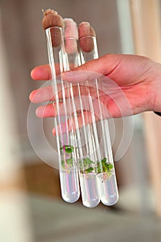 Test tubes in the hand in the laboratory. plants in a test tube