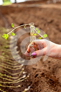 Test tubes in the hand in the laboratory. plants in a test tube.