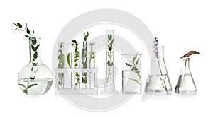 Test tubes and other laboratory glassware with plants on white background