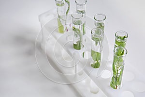 Test tubes with plants in holder on light background