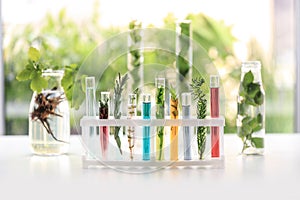 Test tubes with plants and liquids in holder on table