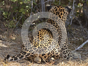 Testes, testicles, balls of an adult male leopard