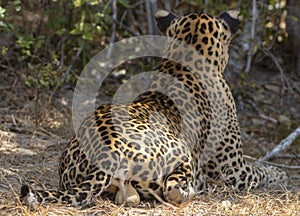 Testes, testicles, balls of an adult male leopard