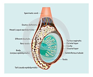 Illustration of a cross section of the testis. Epididymis photo