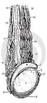 Testicular vein or Spermatic veins, vintage engraving