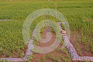 Testing field in rice