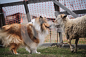 Testing the herding instinct in young shepherd dogs. A long-haired collie of a red color with a chic mane and hair grazes sheep in