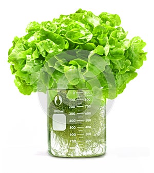 Pesticides Hydroponic Lettuce Beaker Food