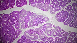 Testis section under the microscope photo