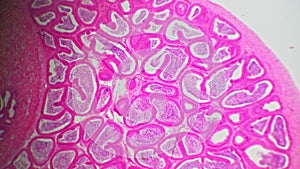 Testis shown under microscope in transversal section and magnified in 40 times