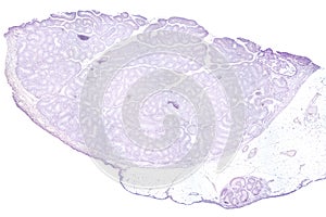 Testis, testicle, transverse section, 20X light micrograph photo