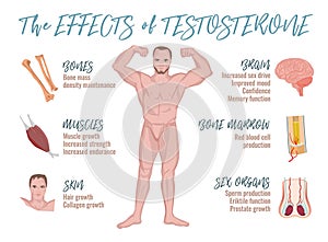 Testosterone Effects Infographics