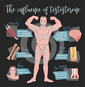 Testosterone Effects Infographics