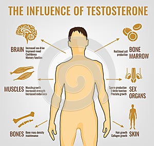 Testosterona efectos infografias 