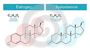 testosterone and estrogen molecules
