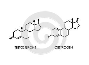 Testosterone and Oestrogen molecula structure. colorful line icon isolated on white background photo