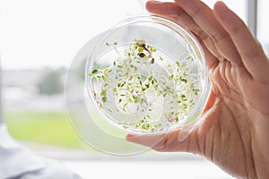 Tests of plants in petri dish