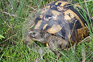 Testudo graeca