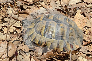 Testudo graeca ibera