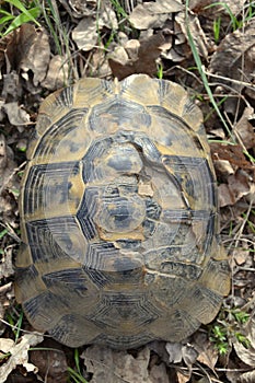 Testudo graeca ibera