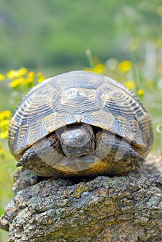 Testudo graeca ibera