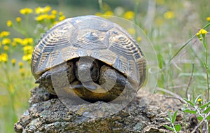 Testudo graeca ibera