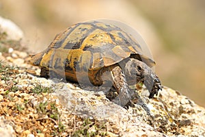 Testudo graeca on a rock