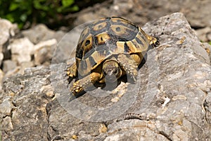 Testudo hermanni