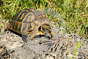 Testudo hermanni