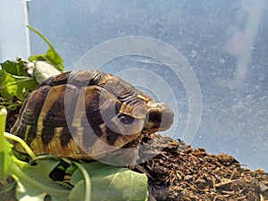 Testudo Hermanni. Close-up of the head and carapace