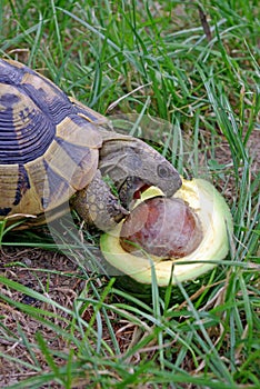 Testudo hermanni eating avocado