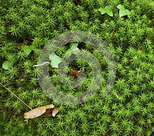 Green moss texture in spring