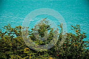 Testure with plants and water