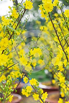 Tet Blossom Trees the symbols of Lunar New Year Holidays