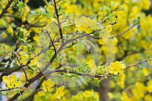 Tet Blossom Trees the symbols of Lunar New Year Holidays