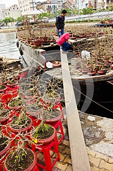 Tet flower market