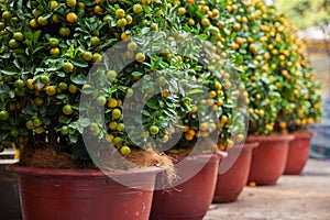 Tet Kumquat Trees the symbols of Lunar New Year Holidays photo