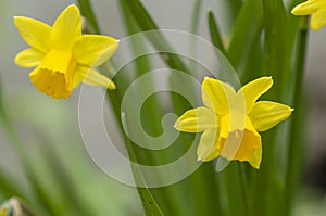 Tete a Tete Daffodil 1