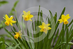 Tete a Tete Daffodil 2