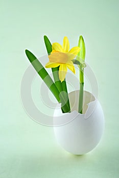 Tete a tete narcissus in a white egg shell