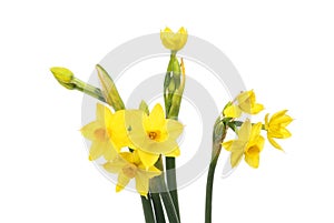 Tete a tete narcissus