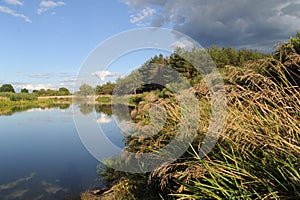 Teterev river.Reeds,pines and rain clouds